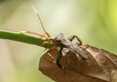 Spathophorini