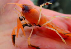 Calocaris macandreae