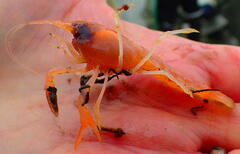 Calocaris macandreae