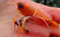 Calocaris macandreae