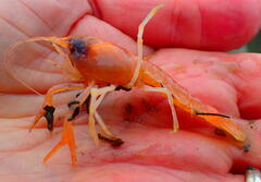 Calocaris macandreae