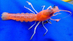 Calocaris macandreae