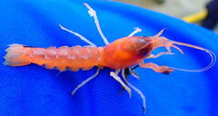 Calocaris macandreae