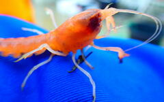 Calocaris macandreae