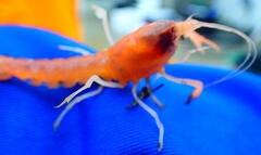 Calocaris macandreae