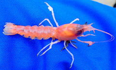 Calocaris macandreae