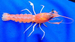 Calocaris macandreae