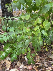 Lonicera maackii