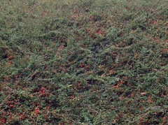 Cotoneaster