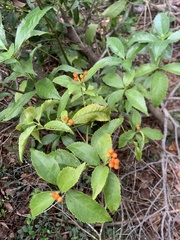 Sarcandra glabra