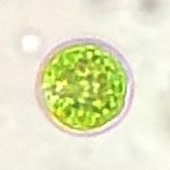 Chlamydomonadales