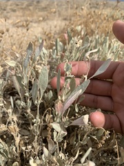 Atriplex gardneri