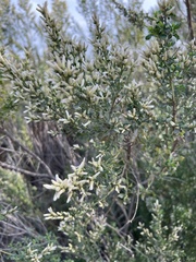 Baccharis pilularis