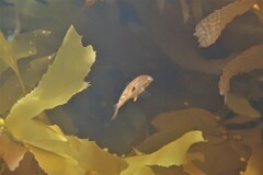 Notolabrus celidotus