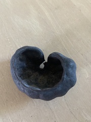 Enterolobium contortisiliquum