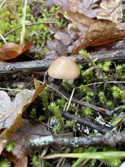 Psathyrella longistriata