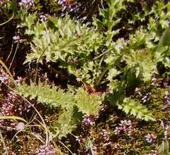 Cirsium spinosissimum