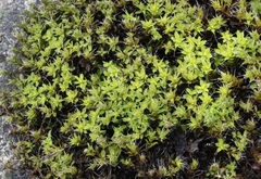 Syntrichia