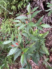 Aidia cochinchinensis