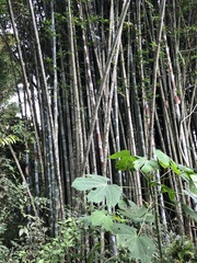 Bambusa oldhamii
