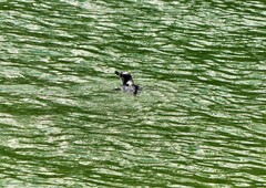 Eudyptula minor minor