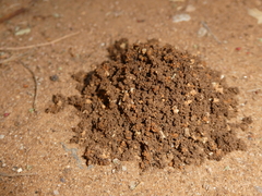 Hodotermes mossambicus