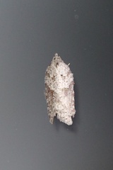 Acleris