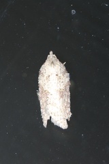 Acleris