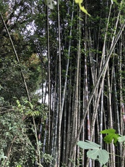 Bambusa oldhamii