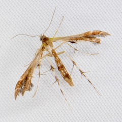 Geina