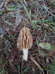 Morchella diminutiva