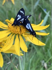 Gnophaela discreta