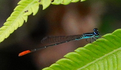 Agriocnemis femina