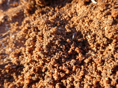 Hodotermes mossambicus