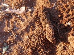 Hodotermes mossambicus