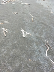 Charadrius bicinctus bicinctus