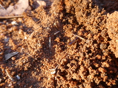 Hodotermes mossambicus