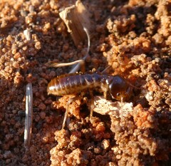 Hodotermes mossambicus