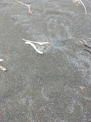 Charadrius bicinctus bicinctus