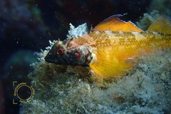 Tripterygion delaisi