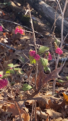 Symphoricarpos orbiculatus