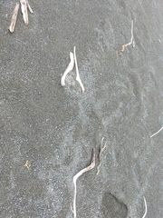 Charadrius bicinctus bicinctus