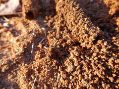 Hodotermes mossambicus