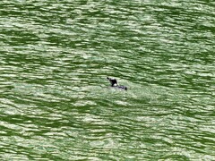 Eudyptula minor minor