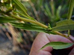 Solidago argentinensis