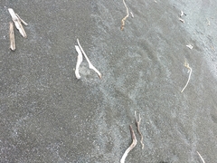 Charadrius bicinctus bicinctus