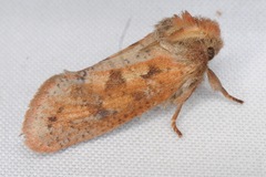 Acrolophus plumifrontella