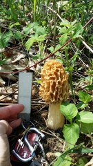 Morchellaceae