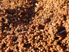 Hodotermes mossambicus