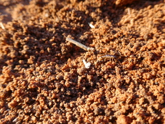 Hodotermes mossambicus